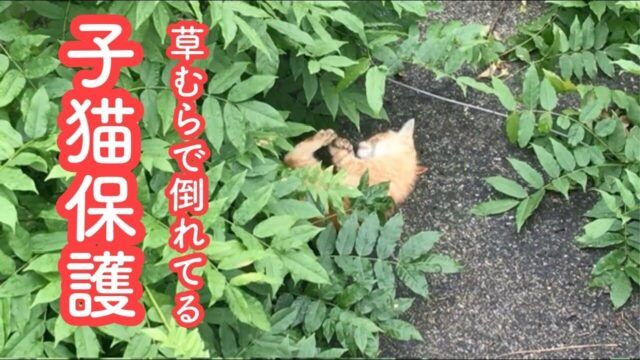 草むらで手足をバタバタ… 母猫に「連れて行っていい？」と聞いて保護した子猫が”ご飯を食べられるようになるまで”　