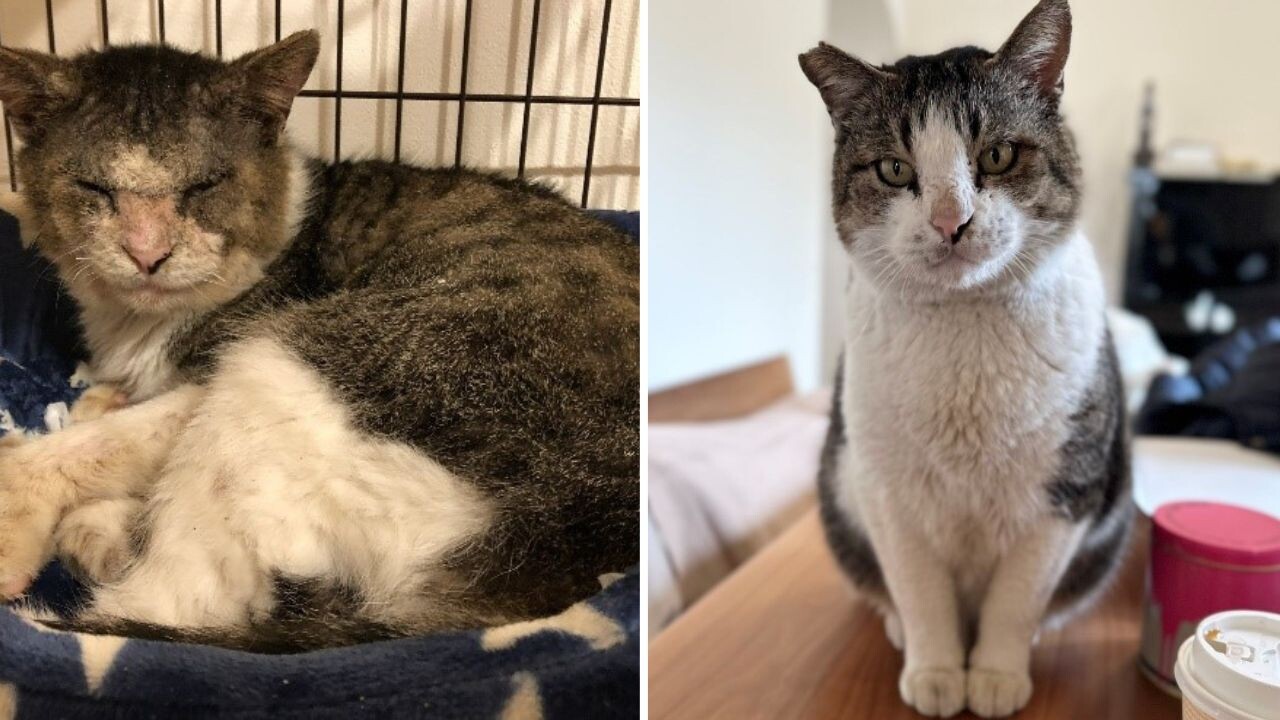 野良猫 Amazon.co.jp: 野良猫ケンさん (河出文庫 む 2-8) : 村松 友視: 本