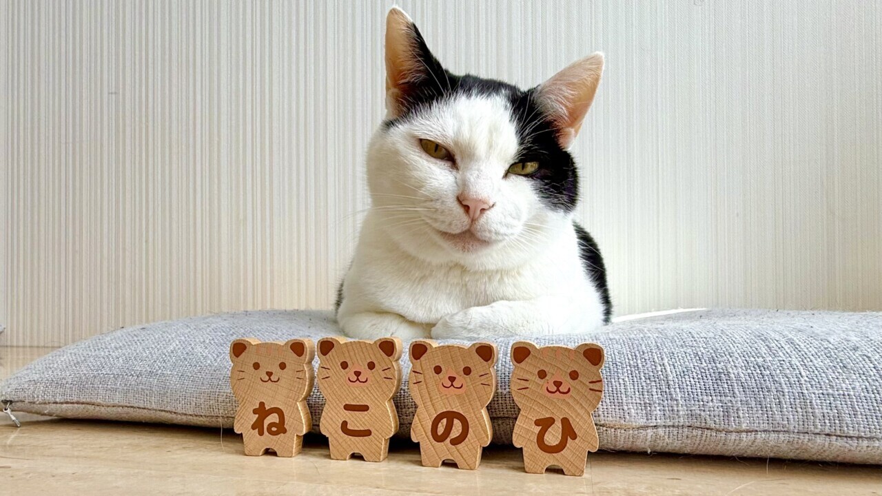 【2025年】猫の日特集!猫化した企業の公式アカウントを一挙ご紹介!|ねこナビ