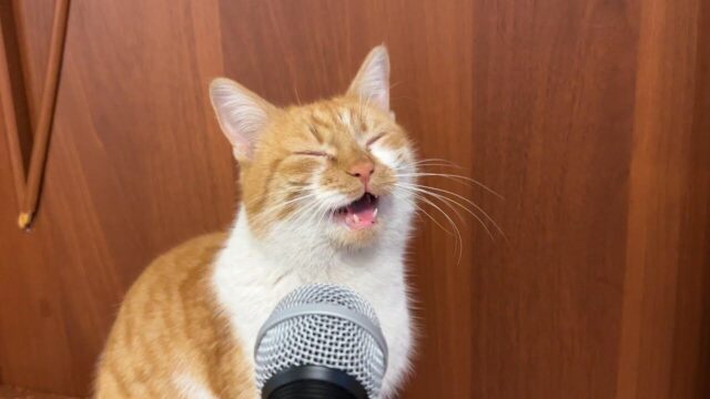 【神回】猫の鳴き声をマイクで拾う→「ゴロゴロ音」までエコーがかかった“癒し度満点なASMR”