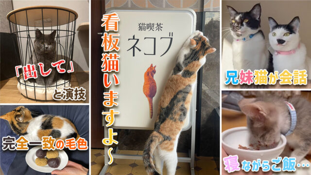 看板猫が“猫カフェ“をPR！ Xをザワつかせた猫のバズポスト11選