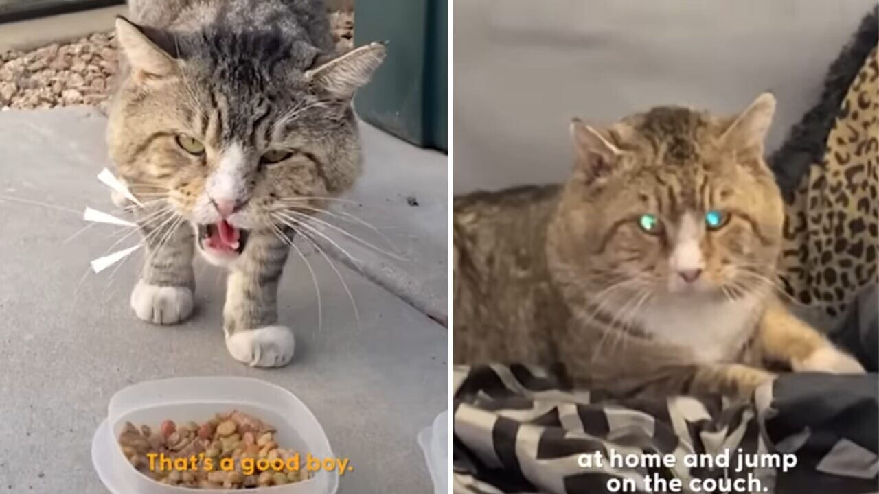 お顔のでっかい野良猫くん、その名も「不機嫌さん」が家猫になった