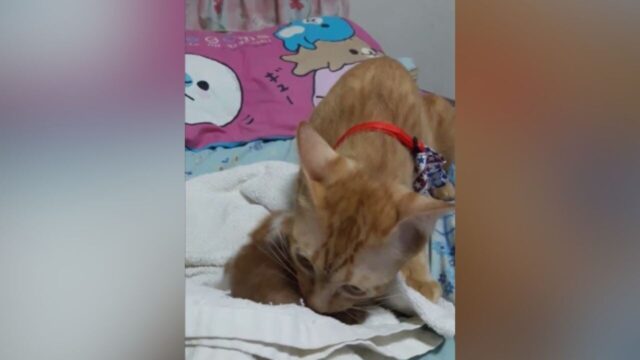 「お腹を空かせた弟を満腹にしたい」 子猫をフードボウルへ運ぶお兄ちゃん猫の優しさ