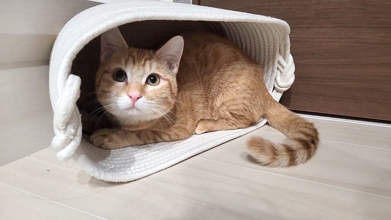 d06df2cd004b6ee5edfbf022e6a951