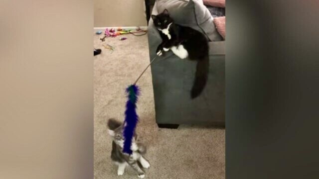 「これが正しい猫の遊ばせ方さ！」 同居猫を猫じゃらしで遊ばせる白黒猫ちゃんがスゴい…