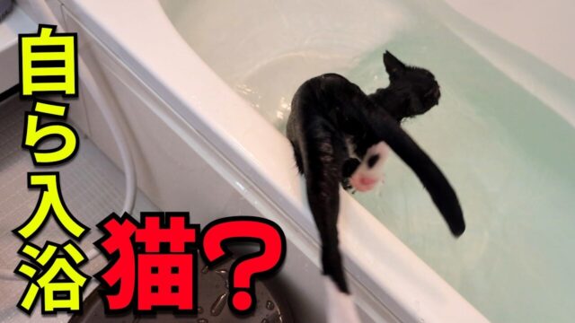 猫界屈指のお風呂マニア？いつまでも長風呂していたいツワモノにゃんこ