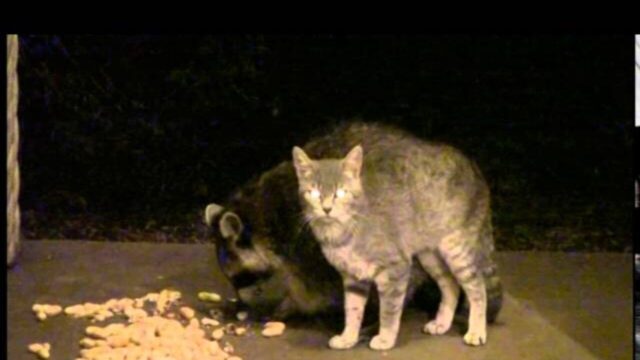 「ご飯より私を見てよ！」 親友のアライグマが好きすぎる猫ちゃん→食事中の“懸命なスリスリ”が愛おしい