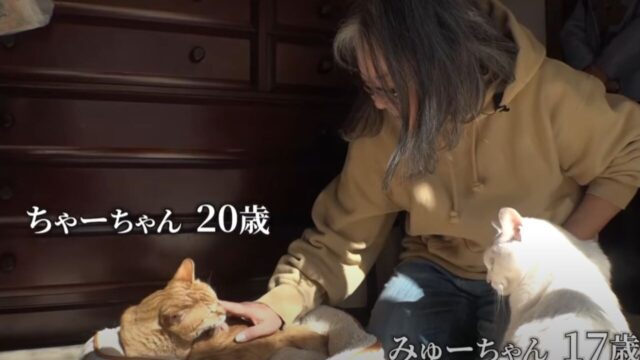 「猫は我が子同然…」 愛猫を想いながら逝去した飼い主　残された2匹のハイシニア猫が“新たな幸せ”を掴むまで