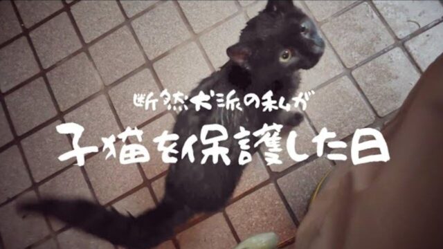 「犬派の私が猫と暮らすなんて…！」 冷たい雨の日に出会った“ずぶ濡れの子猫”  保護犬と保護猫の同居生活がスタート