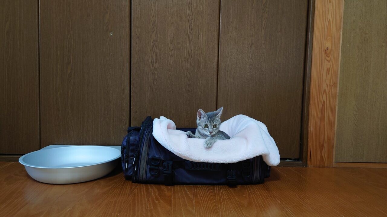 母が救った“下半身麻痺の猫”を迎えて「第2の子育て」 手作りスーパー