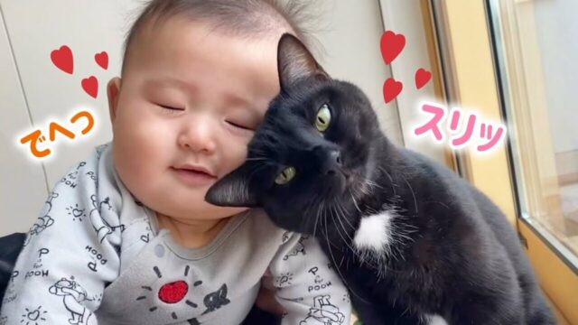 お兄ちゃん猫と赤ちゃん、そしてみんなを愛情で包む優しいママが記録する宝石のような時間