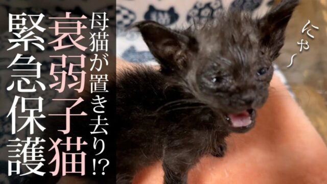 団地の草むらで置き去りにされた子猫　震えてご飯も食べない「小さな命」と向き合って