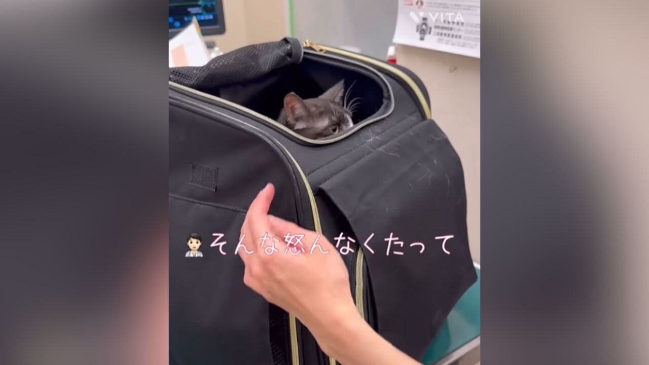 猫ちゃん　割れあり　節抜けあり　現品処分 楽天市場】【特典付】bibi Nyan ビビニャン ボックス型（1箱1枚入） 爪