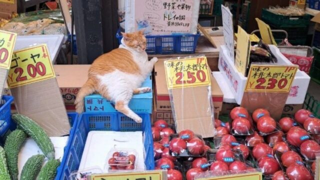 保健所に連れて行かれる寸前だった子猫が「猫店長」に！横浜の「喜久屋青果店」で来店客を癒す看板猫めいちゃん