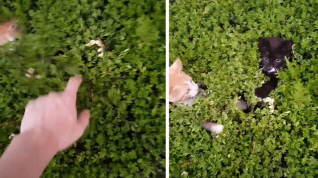 「いないいないばぁ！」植え込みを揺らすと、瞳をきらきらさせて飛び出してくる子猫たち！