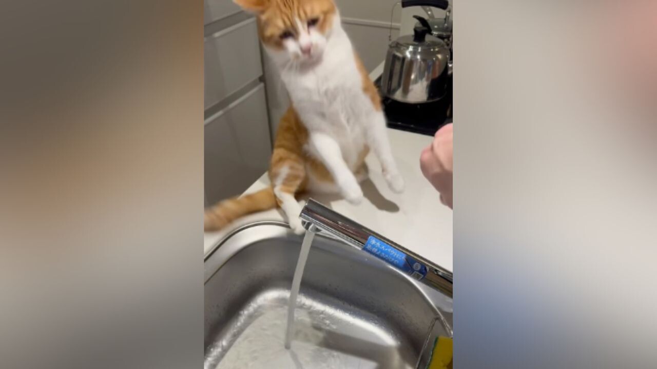 3151cb00e4a265bbceee6429d9eca1