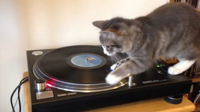 アナログレコードをスクラッチ！DJ猫ちゃん、その後斬新すぎるプレイスタイルを披露