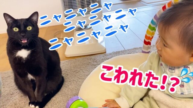 猫の“クラッキング”に初遭遇！ビックリした赤ちゃんの「硬直」がかわいすぎてほっこり
