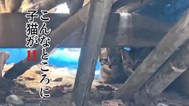 【母猫の愛に感涙】「こっちについてきて」と野良猫に誘われて後追い→身を寄せ合う5匹の子猫を発見して…