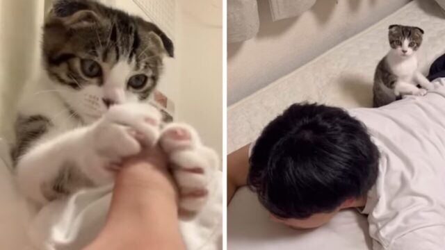 おねむモードから一転、覚醒して遊び出す子猫ちゃん…仲良しお兄ちゃんとのナイトルーティン