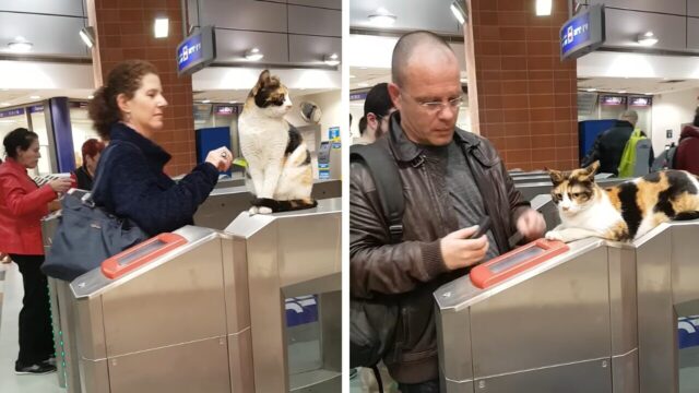 イスラエルの「有猫改札」に猫駅員！人々の反応は様々…猫にカードをタッチしていく人も！