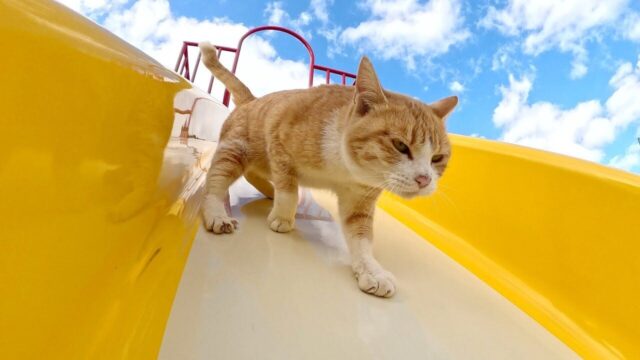 猫が集う「猫島の公園」で…　滑り台の遊び方を教えよう→「斬新な遊び方」を学ぶことに！