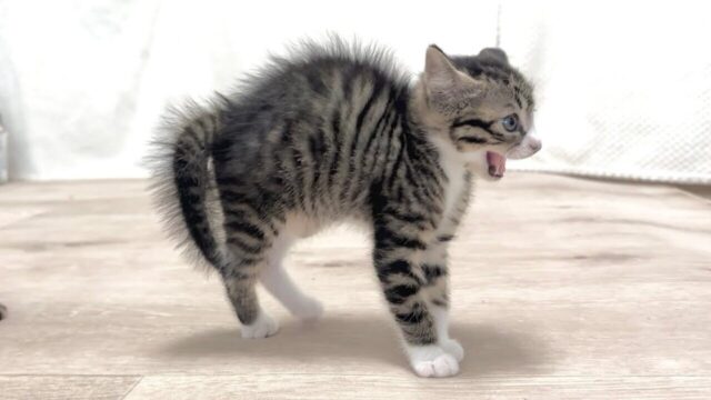 パヤッとかわいい！ママ以外のおとな猫に初めて遭遇した子猫が精一杯の大威嚇