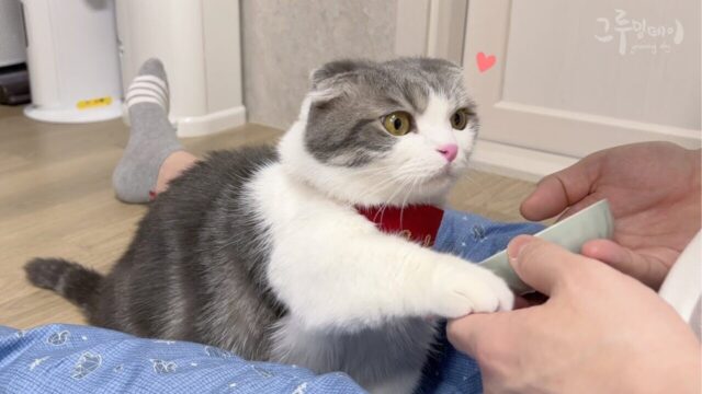 「朝ごはんの時間だよ」「もっと出して」コミュニケーションが円滑すぎる食いしん坊猫ちゃん