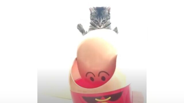ひとり遊びの天才！ゴミ箱の蓋に「猫パンチ」する子猫→楽しみすぎて意外なハプニングが…