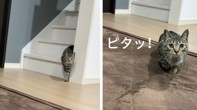 飼い主さん「ちょっと怖い」愛猫の「だるまさんがころんだ」が上手すぎてゾクッ！