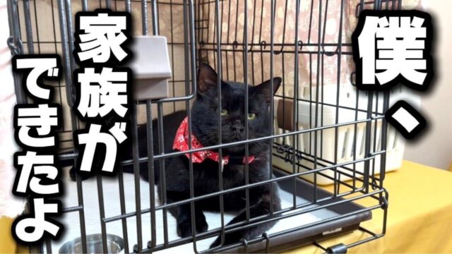 ソプラノボイスのギャップに惚れて…！いじめられていた“元ボス猫”に「一生の家族」ができるまで
