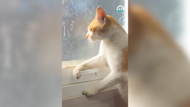 賢すぎる脱出法に感服です…！慣れた手つきで「窓ノブ」をクルンと回す茶白猫さん