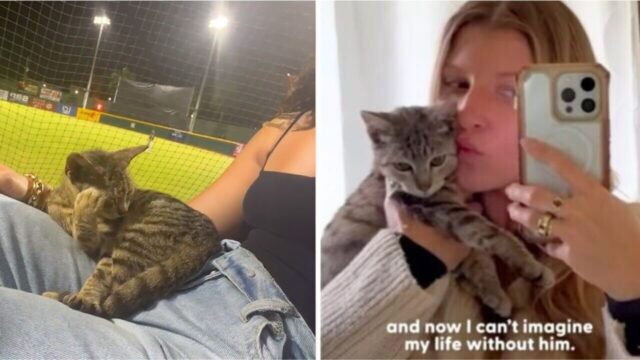 猫に興味のない女性が野良子猫に飛び乗られ…！？周囲を巻き込み愛を育んで今は大の猫派に！