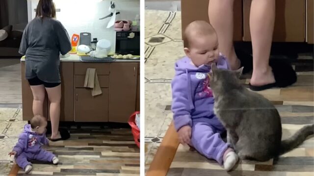 夕方のワンオペタイムに強力ヘルパー現る！ギャン泣き赤ちゃんをあやすベビーシッター猫