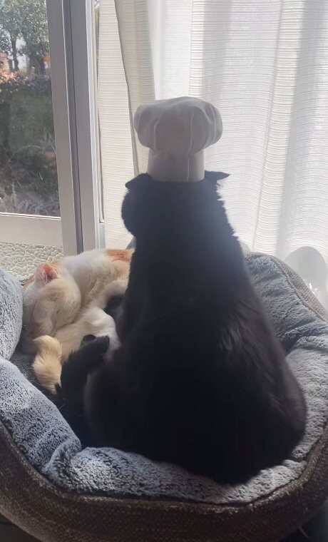 猫