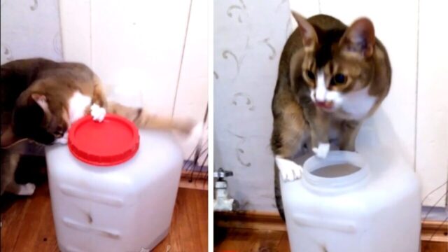 「絶対に諦めない…！」賢い猫ちゃんがおいしいものを狙ってポリタンクの蓋あけにチャレンジ！