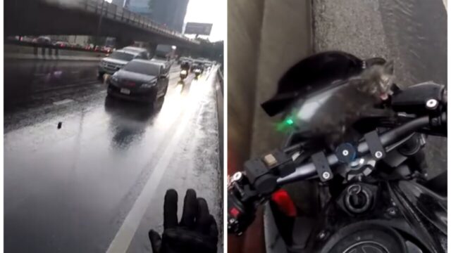 【九死に一生】交通量の多い道路に“子猫”が！ライダーの「勇気ある行動」が小さな命を救う