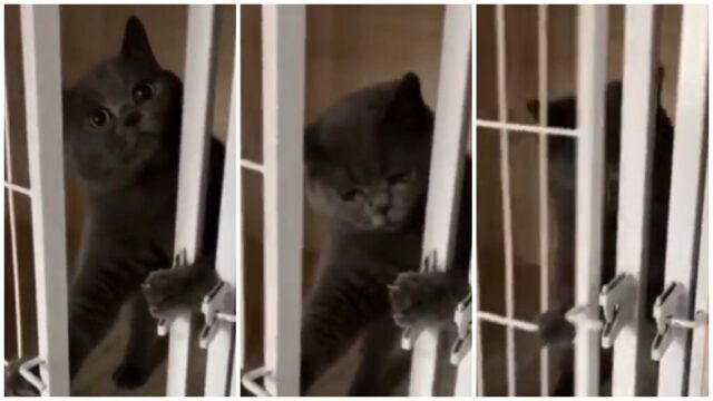 ケージのロックを開け脱走を試みるも、撮影に気づきしょんぼりと自ら戻る猫ちゃん