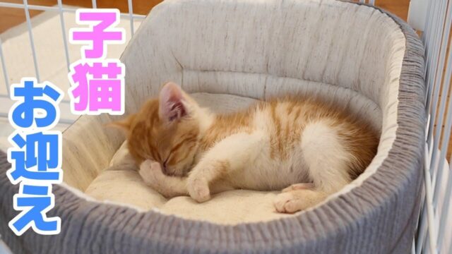 ペットロスを乗り越えて… 「あの辛さには耐えられない」と猫との暮らしを諦めていた初老夫婦が”1匹の保護猫”をお迎え