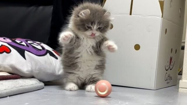 自動で動く猫用ボールをプレゼント→「謎の物体…」と困惑する子猫が愛おしい