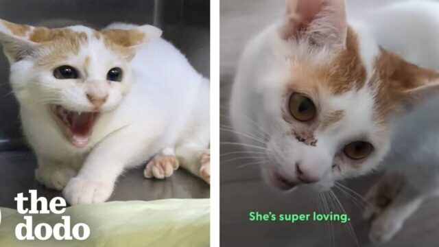 人に傷つけられ人間不信となった猫が信頼を学び、ペットロスの飼い主に寄り添う存在に