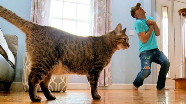 もしも突然、飼い主が倒れたら…？愛猫との絆を確かめたい「コミカルな実験」の結末