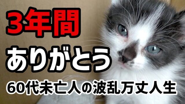 「3年間も一緒にいてくれてありがとう」　60代の未亡人に”生きる希望”をくれた1匹の子猫