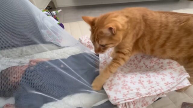 「赤ちゃんが来た！」初対面で守るべき存在と認識し1匹は思案顔、もう1匹の謎行動とは！？