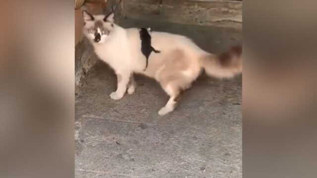 背中から小さな顔が…！モフモフの猫ちゃんに乗って移動する“赤ちゃんネズミ”