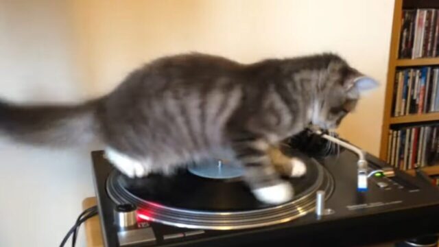 アナログレコードをスクラッチ!DJ猫ちゃん、その後斬新すぎるプレイスタイルを披露|ねこナビ