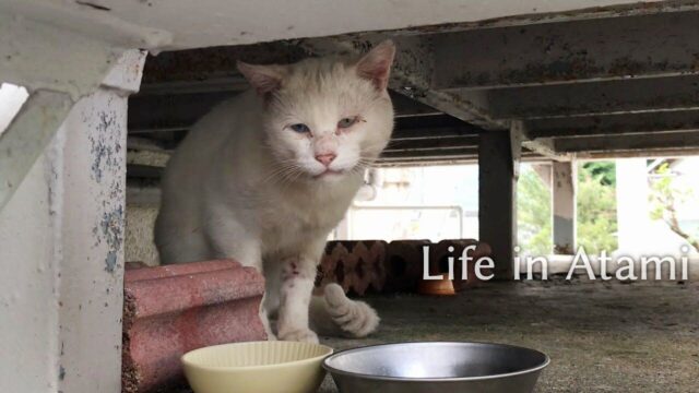 ケンカは最弱の“おじさん野良猫”が家族に！第2のニャン生をスタートさせるまでの「見守り記録」