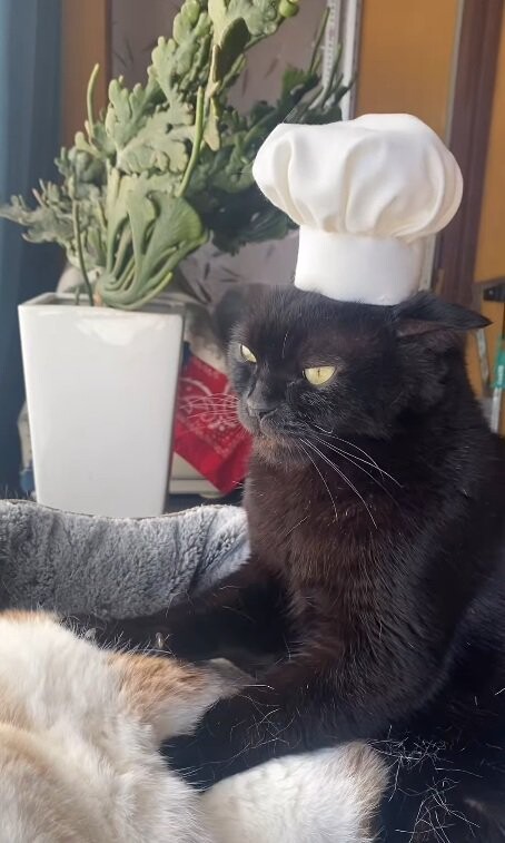 猫