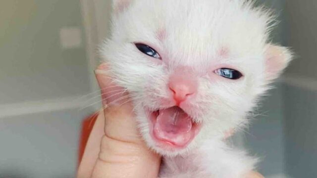 体重わずか65g…未熟児の子猫が“やんちゃ猫”に成長！飼い主が救った「ポケットサイズの命」