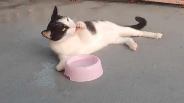 暑くてなにもしたくニャ～い！起き上がるのも面倒な猫がカウチポテト風の水飲み姿を披露